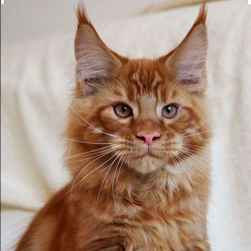 Pin on Maine coon kittens