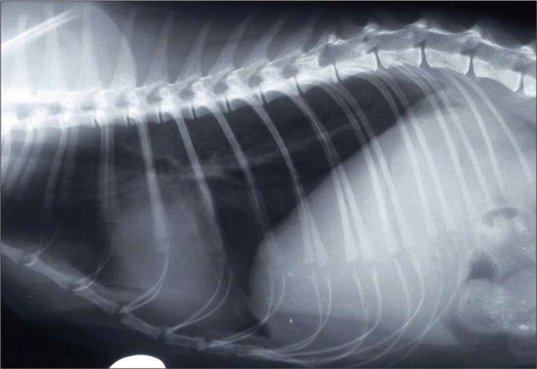 Pyothorax in a cat managed by intrathoracic debridement and ...