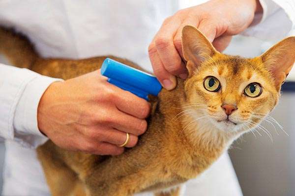 Should I Microchip My Cat? What you Need to Know to Decide if Your Cat ...