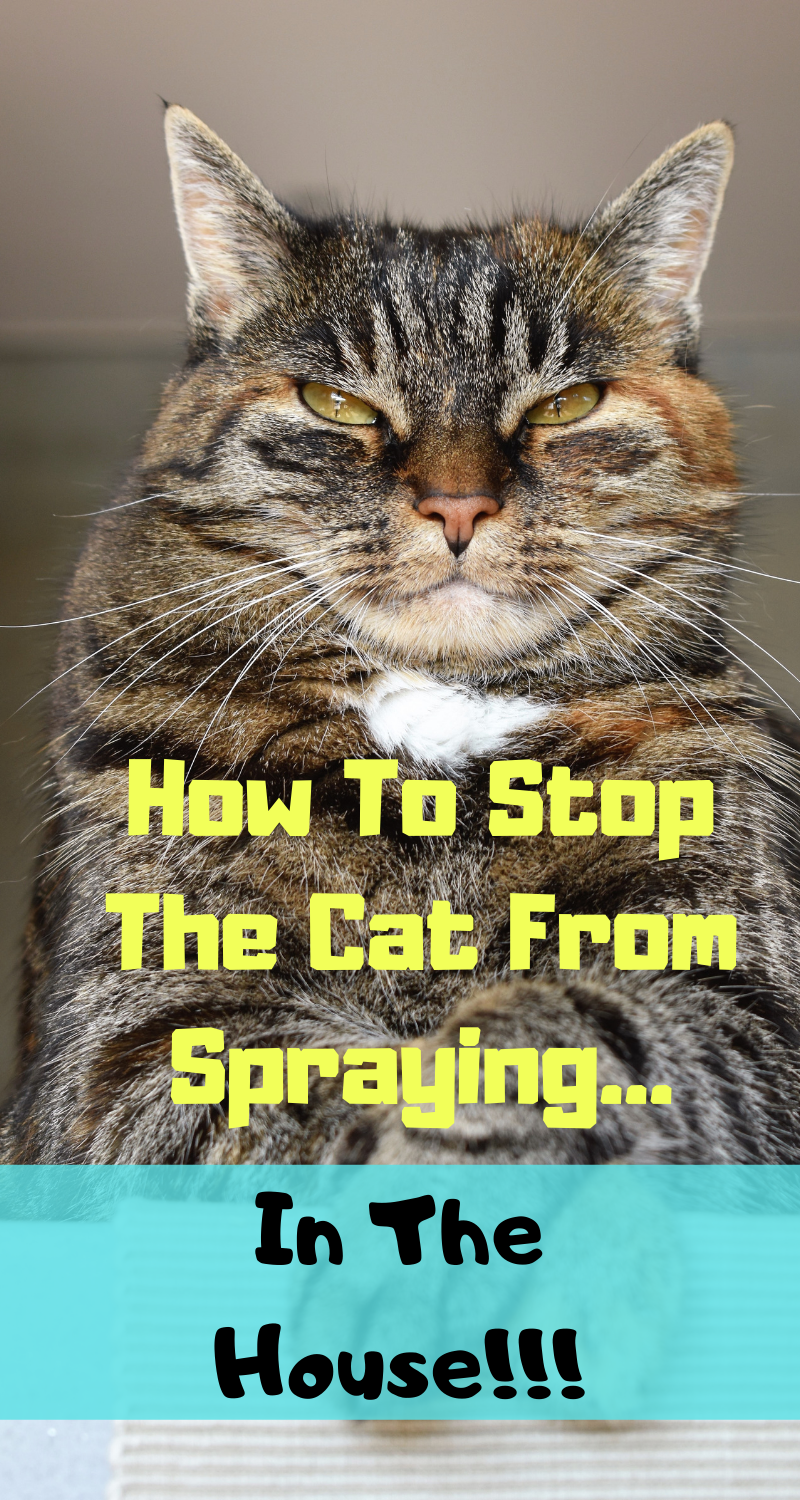 Stop Your Cat From Peeing And Spraying In The House
