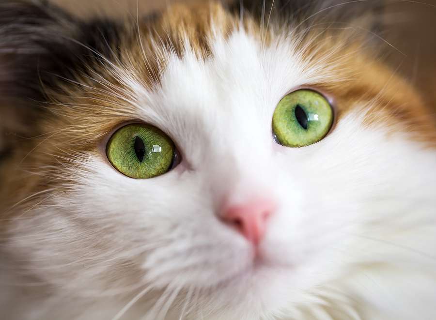 Study: 95% of adopters with FeLV cats have a positive experience