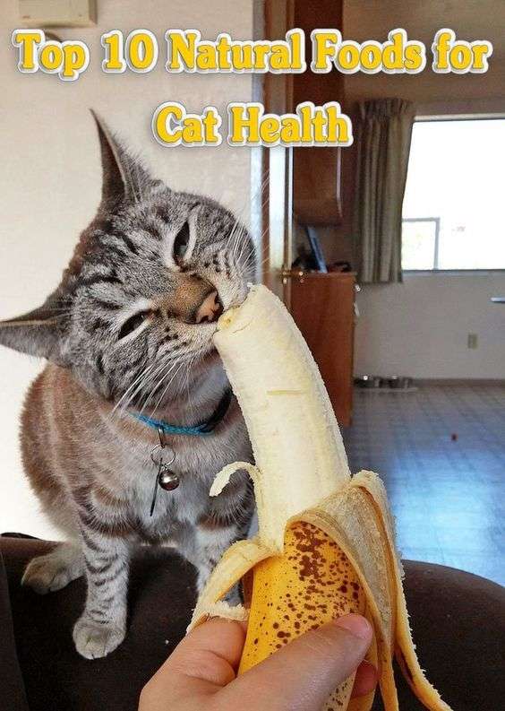 Top 10 Natural Foods for Cat Health