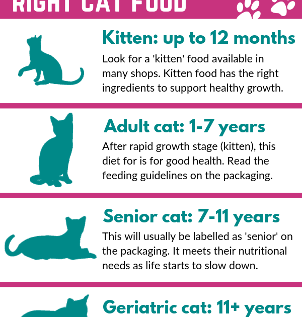 What Is The Healthiest Way To Feed A Cat