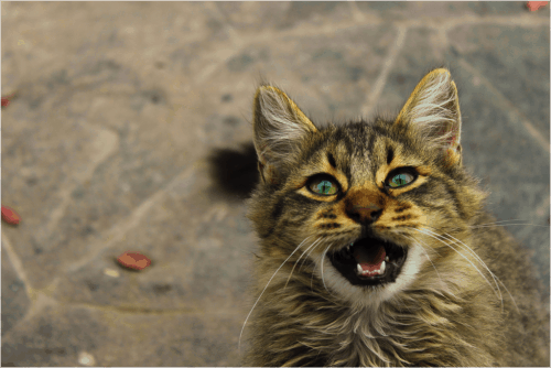 What to Feed a Stray Cat Without Cat Food
