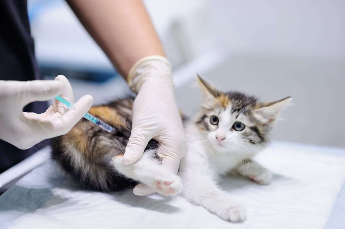 What You Should Know About Feline Injection Site Sarcoma