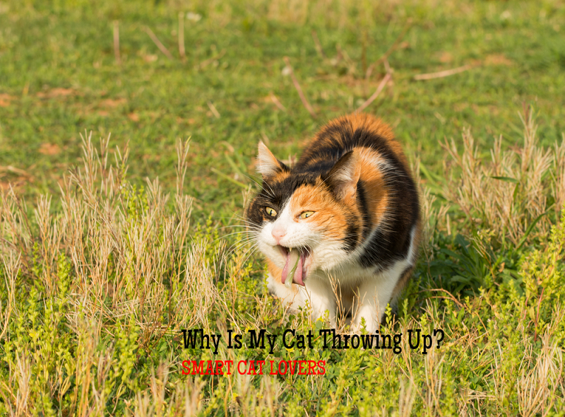 Why is My Cat Throwing Up? Possible Causes &  Treatment