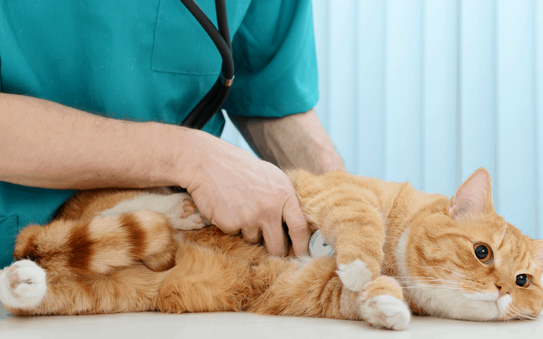 Why You Should Spay/ Neuter Your Pet