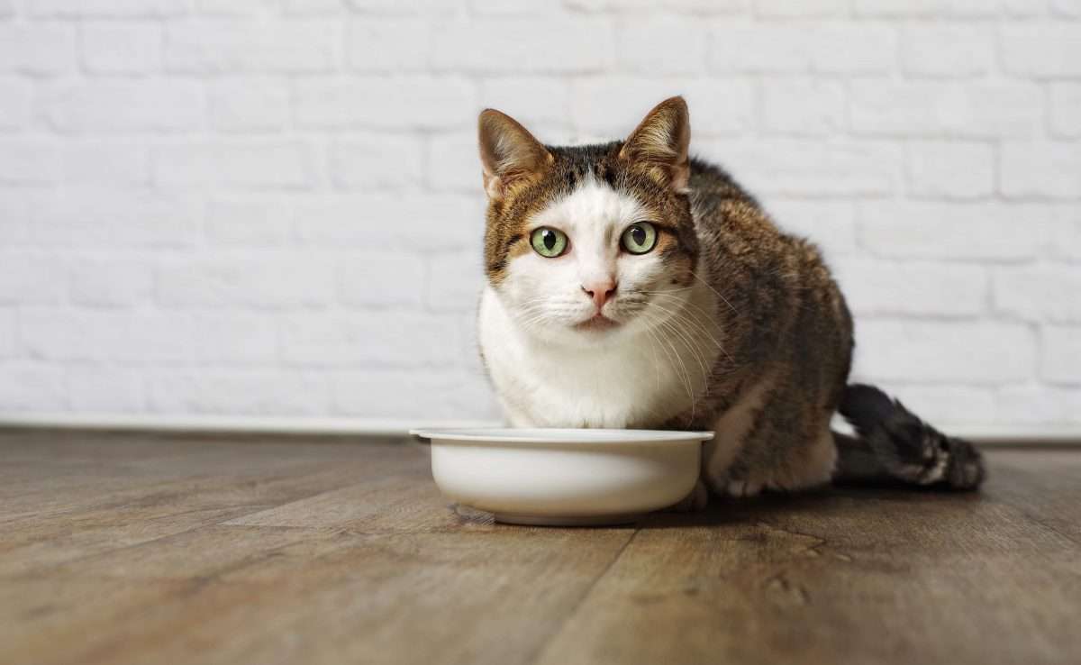 8 Best Diabetic Cat Foods: Our 2021 Guide to Feeding a Diabetic Cat