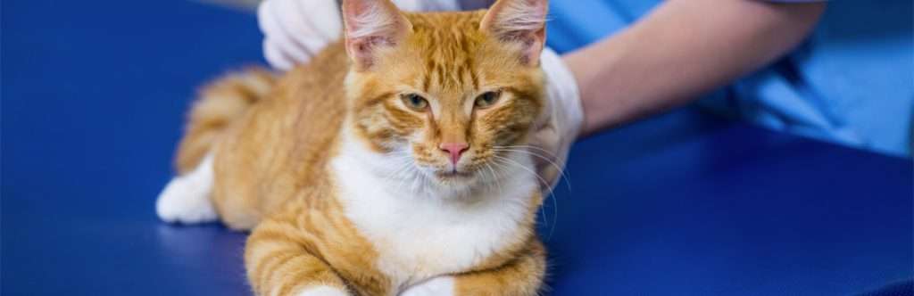 Best Age To Neuter a Cat: Everything You Need To Know