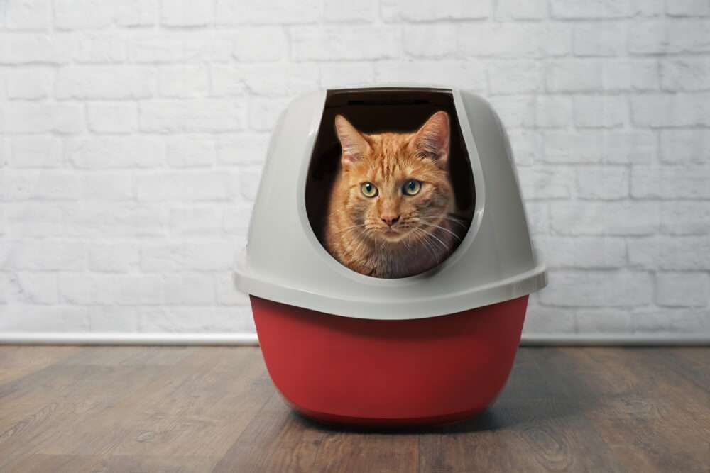 Best Cat Litter Boxes For Small Apartment (Reviews)