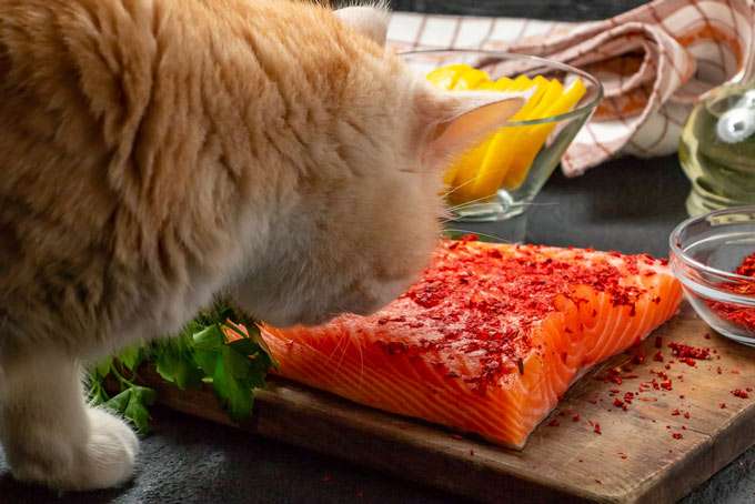 Can Cats Eat Cooked Salmon? (Cats And Fish: What You Need To Know ...