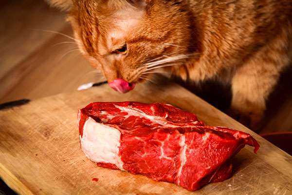 Can Cats Eat Steak? Cooked or Raw?