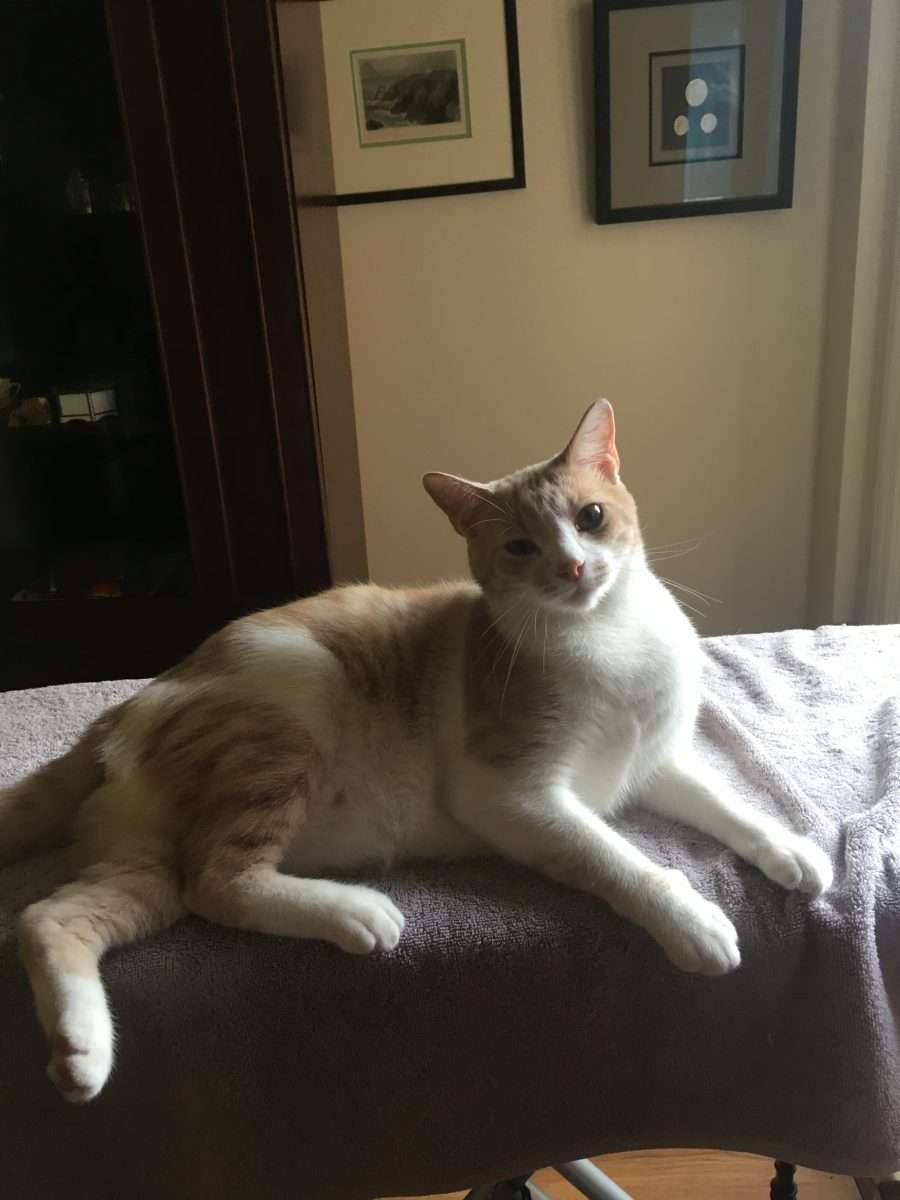 Cat adoption in Saint Louis, MO 63122: Orange Tabby Cat " Alastair" 