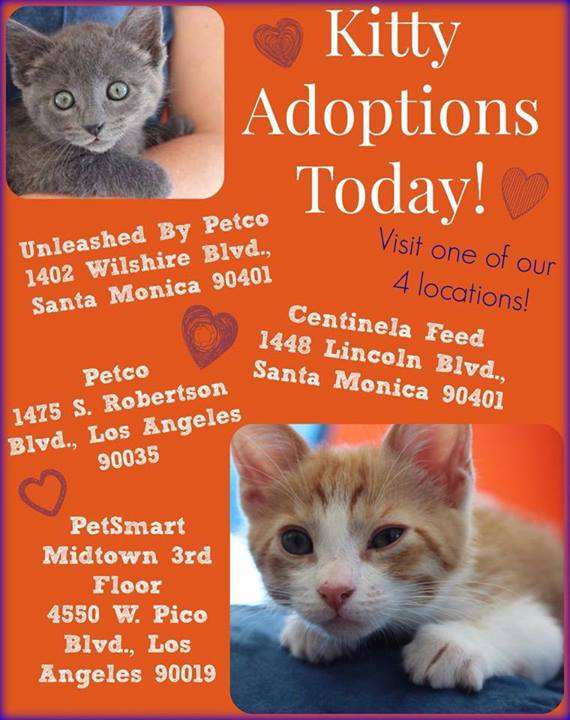 Cat and Kitten Adoptions in Santa Monica at Unleashed By Petco