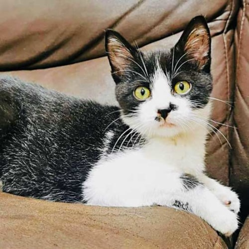 Cat &  Kittens for Adoption in San Diego