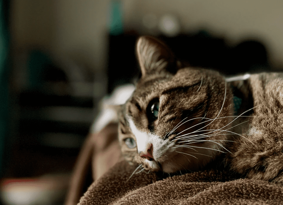 Do Indoor Cats Get Depressed or Stressed? Prevent It Now! â monsieur tn