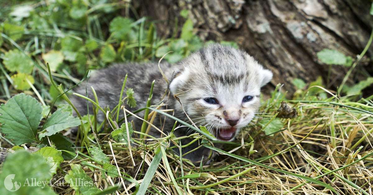 Finding a Kitten Outdoors