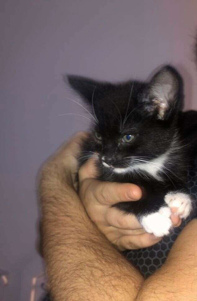 Half Calico Male Kitten for Sale. Ready to leave