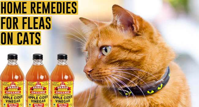 Home Remedies For Fleas On Cats