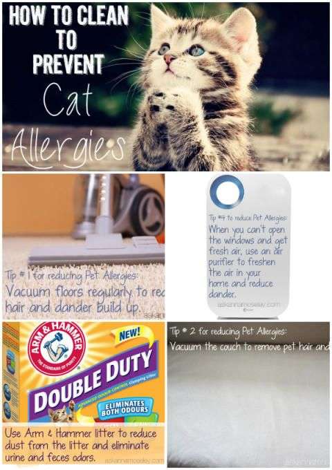 How to Clean to Prevent Cat Allergies