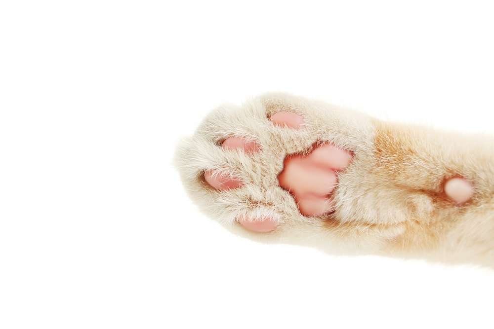 How To Get Stuck Litter Out Of your Cats Paws