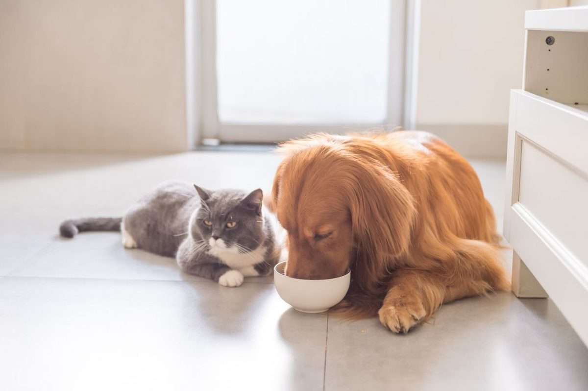 Is It Bad for Dogs to Eat Cat Food?