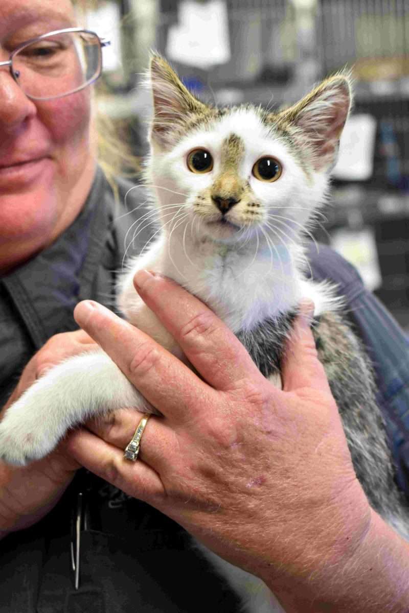 Kitten abused by Des Moines man on street was rescued, taken to ARL