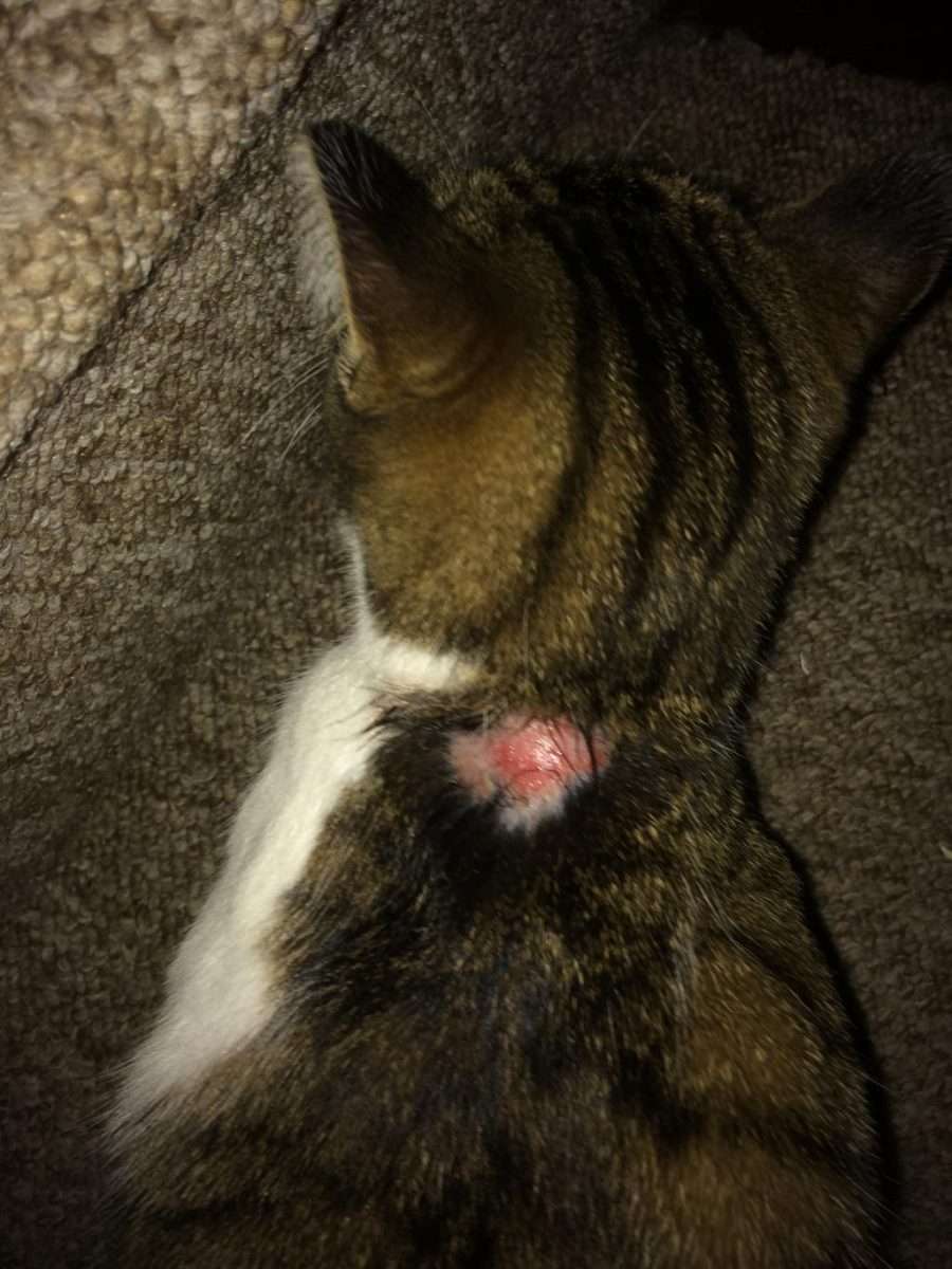 My cat has a patch of fur missing from the back of her ...