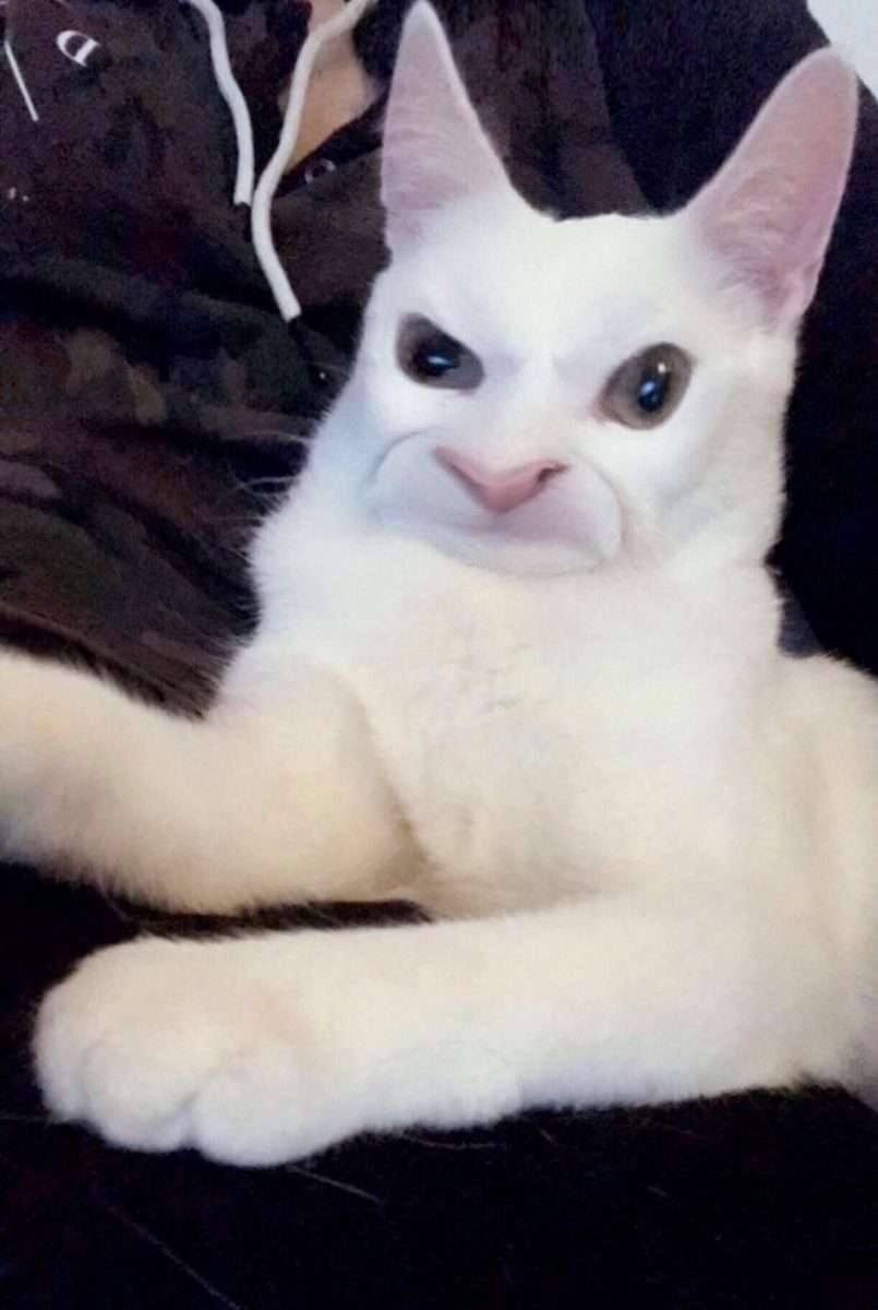 My cat with snapchat