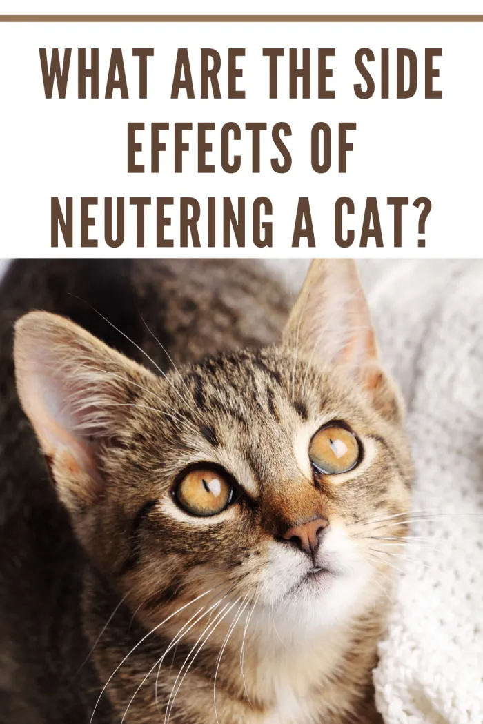 Neutering or spaying makes cats live longer and stay healthy. Here are ...