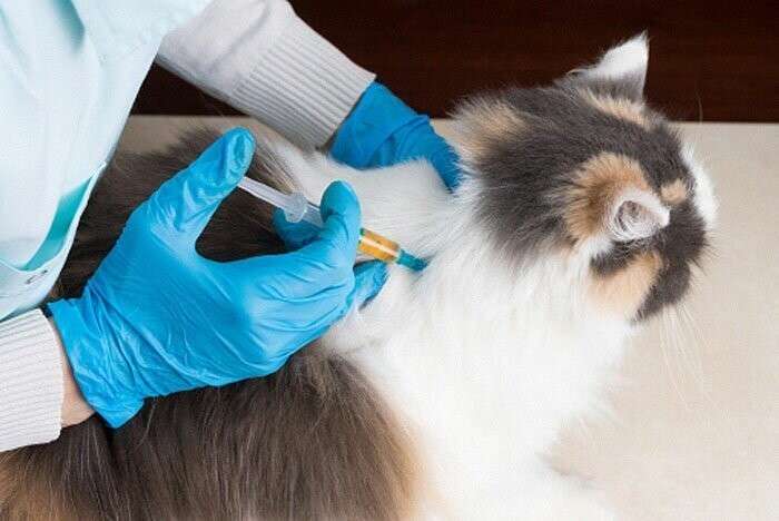 New Vaccine For Cats Can Stop You From Being Allergic To Them, And