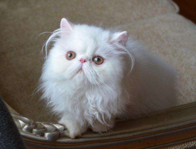 Persian Kittens reduced price for Sale in Manhattan, New York ...