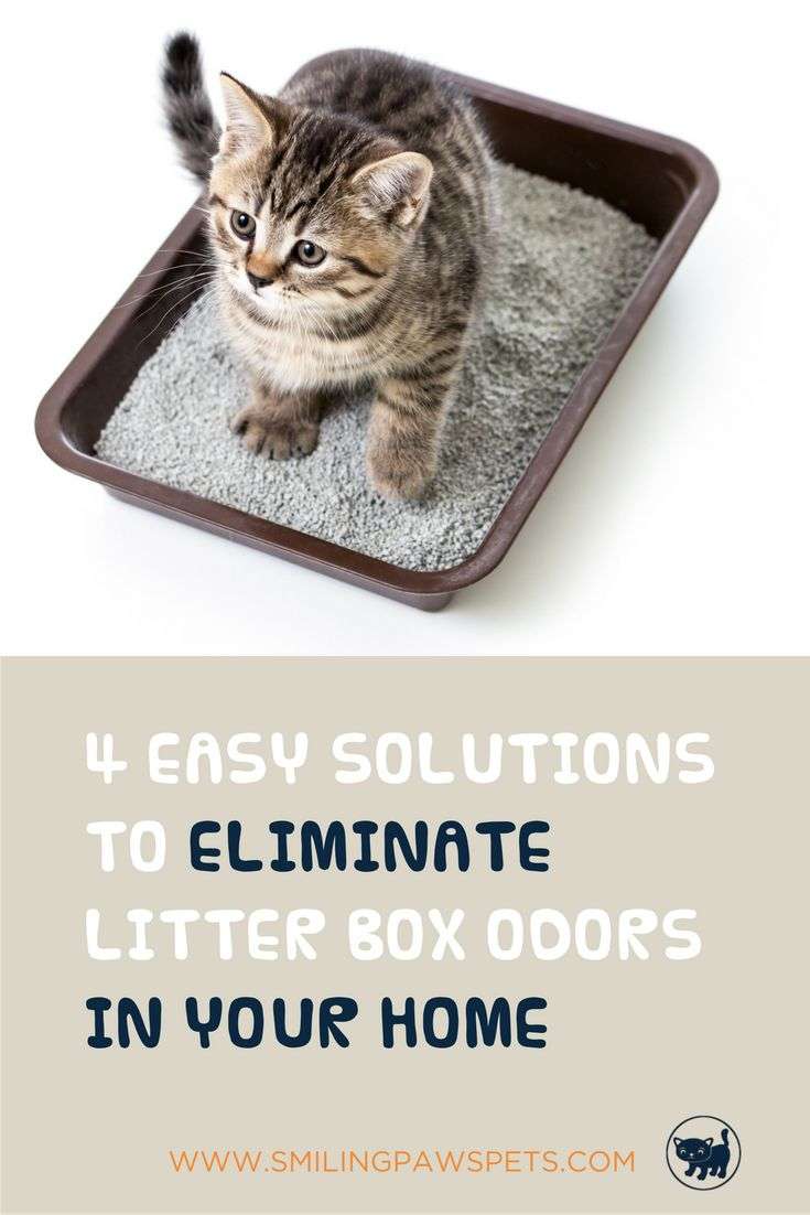 Remove Stinky Cat Litter Odors With These 4 Simple Solutions