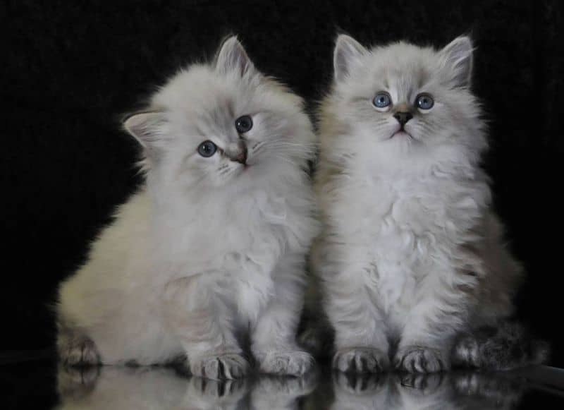 Siberian Kittens For Sale Nj