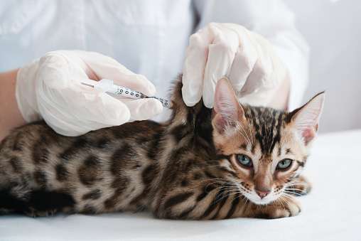 The Vet Gives An Injection To The Kitten Subcutaneous Injection ...