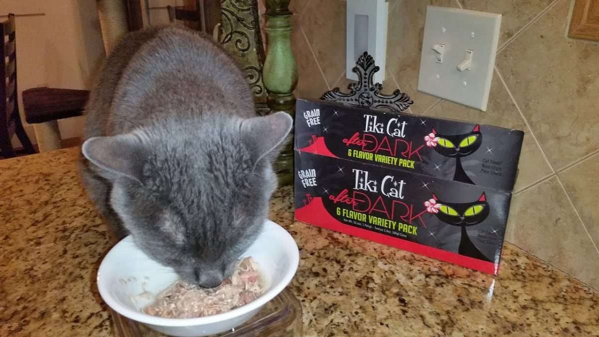Tiki Cat After Dark Review