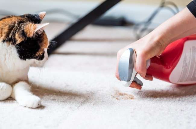 What to Do About Your Cat Spraying in the House