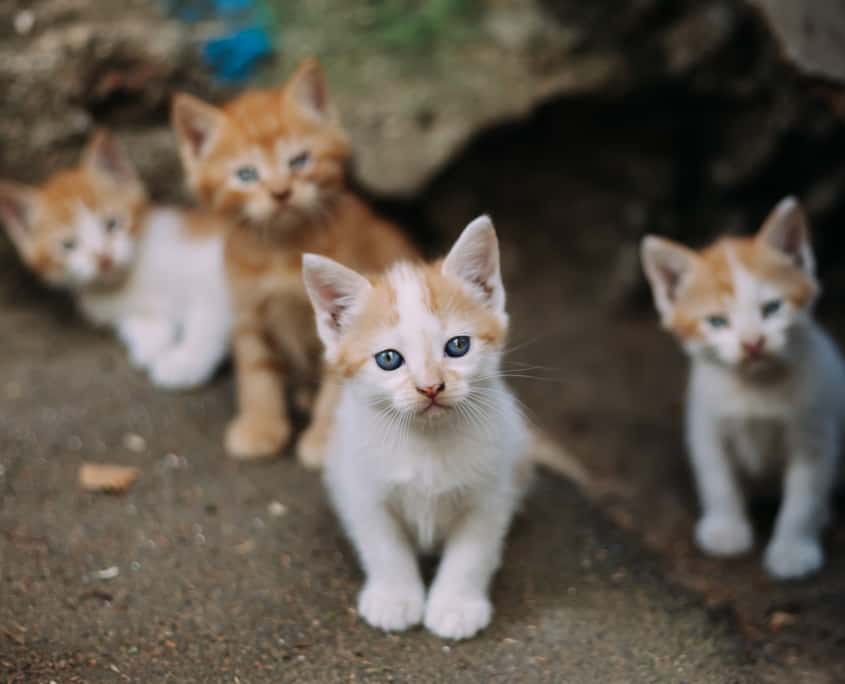 What to Do If You Find Stray Kittens  Larimer Humane Society