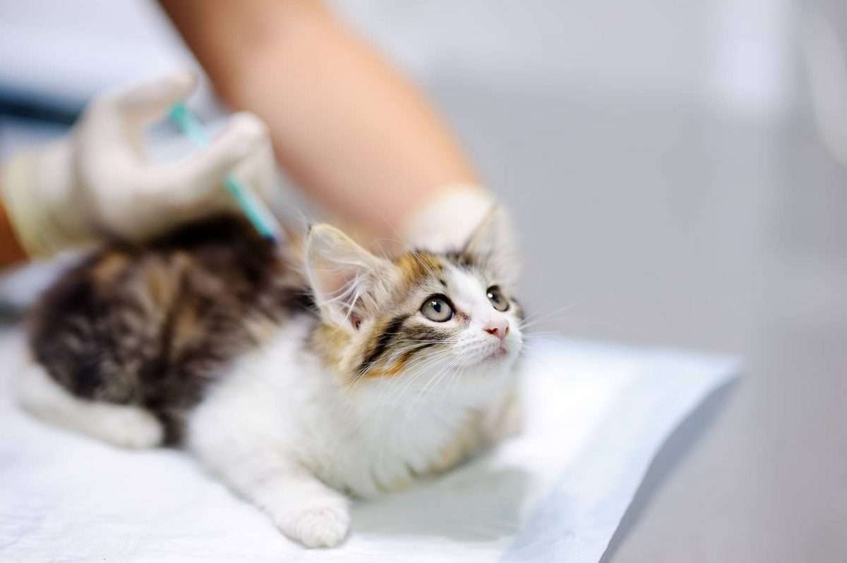 What Vaccinations Does My Kitten Need?