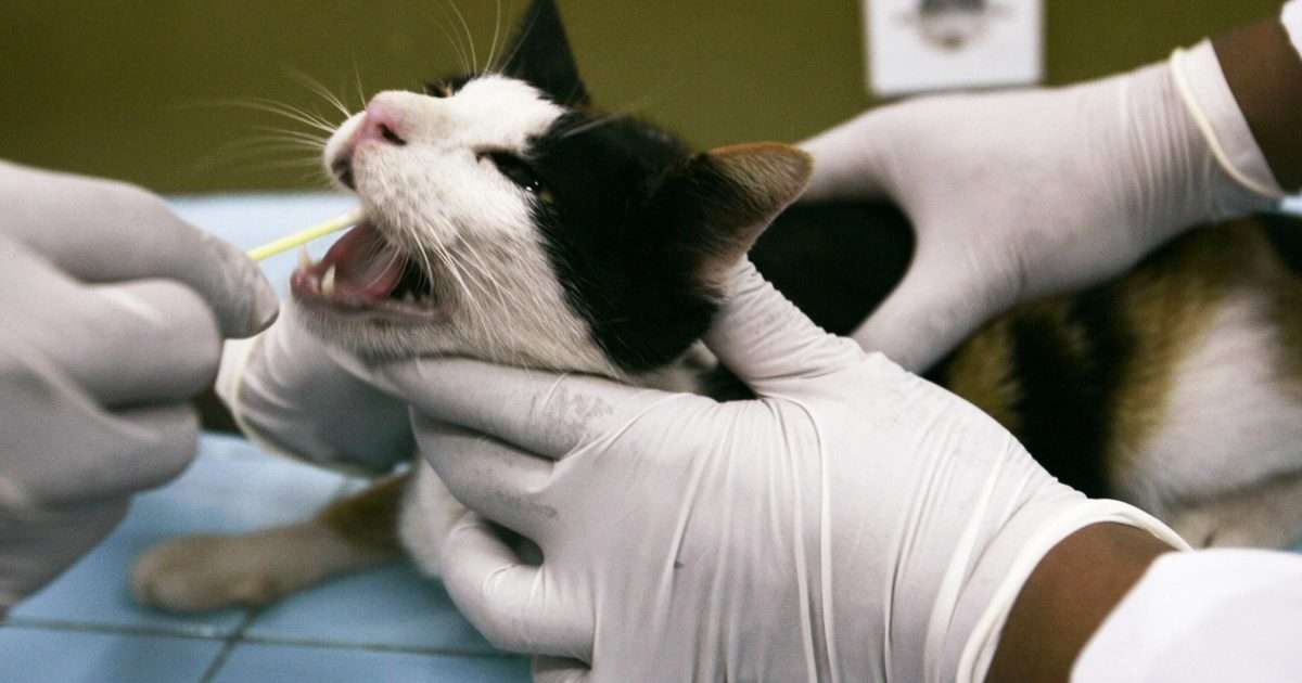 Why should I vaccinate my cat against feline leukemia?