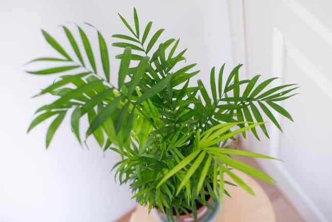 17 Beautiful Houseplants Safe For Cats (With Pictures)
