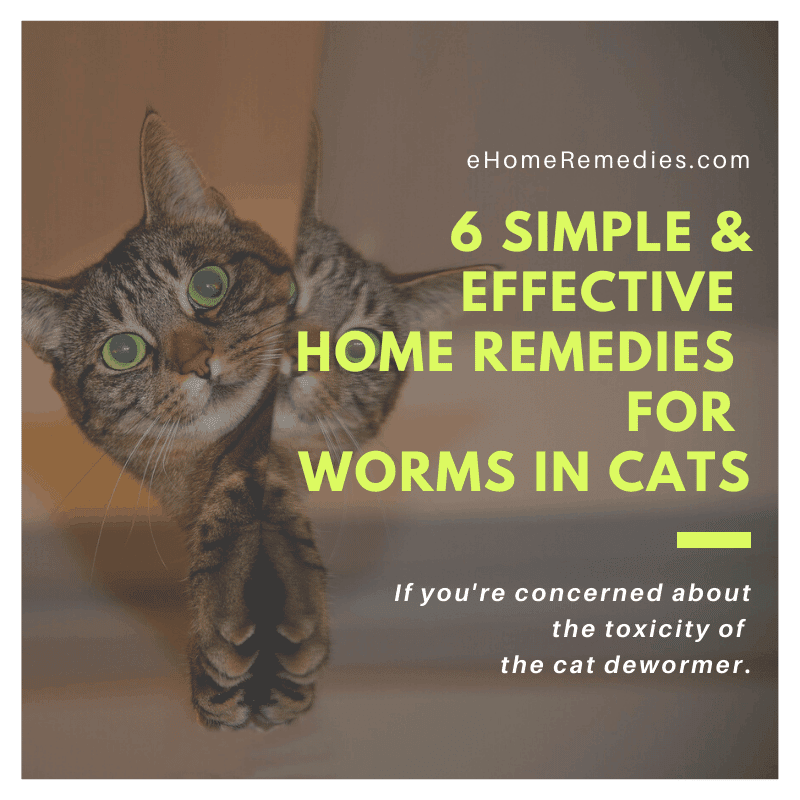 6 Effective Home Remedies For Worms In Cats