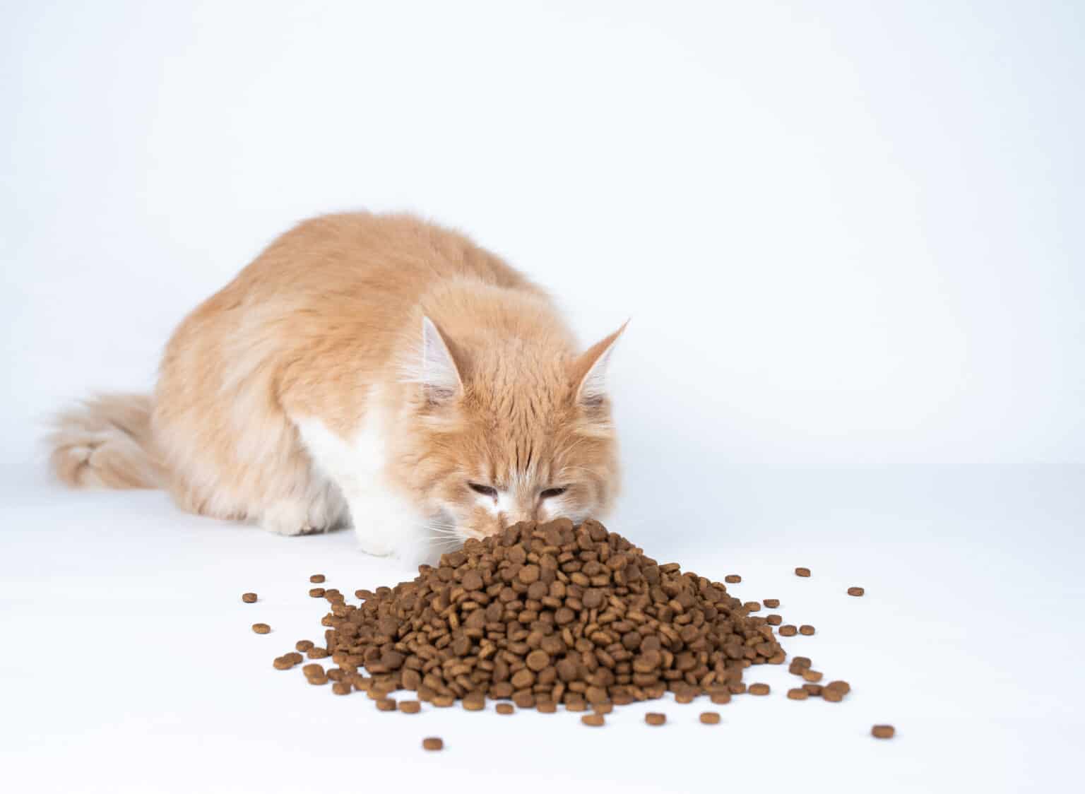 â« HOW LONG DO Cats TAKE To DIGEST FOOD And WATER?