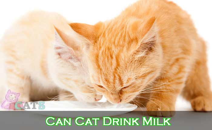 Can Cat Drink Milk: How to Give Milk to Cats?
