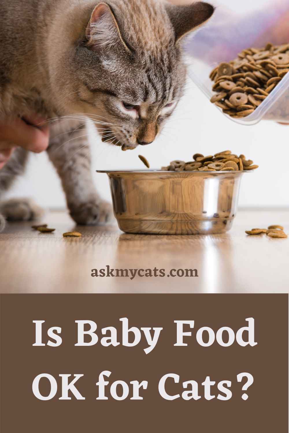 Can Cats Eat Baby Food? Are There Any Side