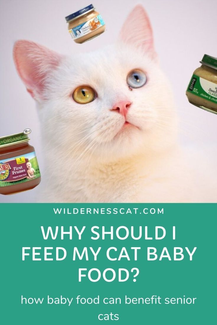 Can Cats Eat Baby Food? Best Baby Food for Cats