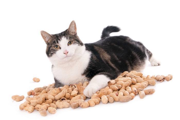 Can Cats Eat Peanuts? Does It Cause Allergy To Your Feline?
