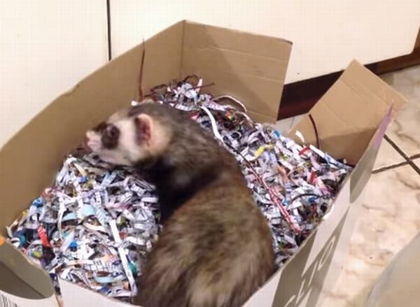 Can Ferrets Use Cat Litter? What litter can harm?
