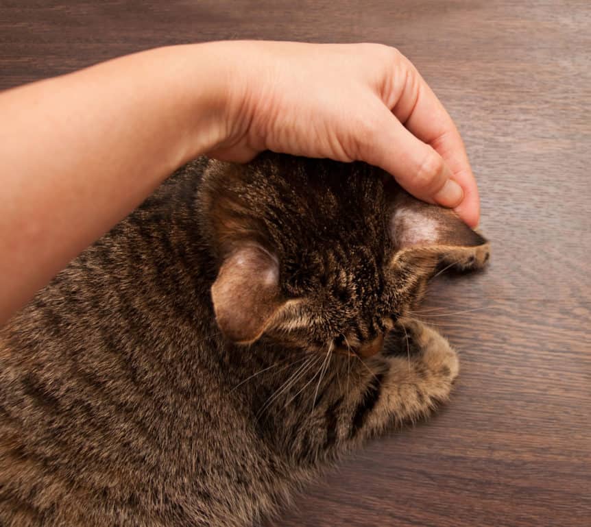 Can You Get Ringworm From A Cat?