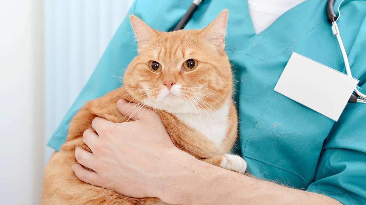 Cat Neutering: Cat Neuter Surgery From Start to Finish